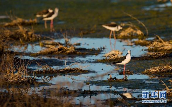 （环境）（8）候鸟安居鄂尔多斯湿地