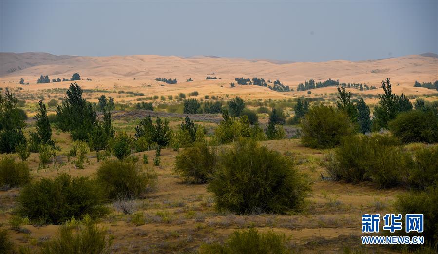 （环境）（2）库布其沙漠披绿装　