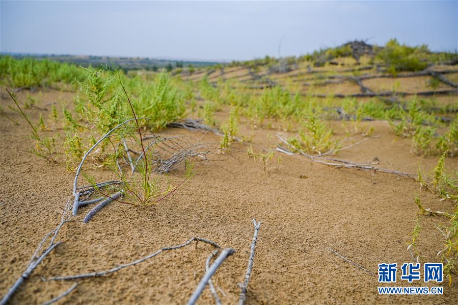 （环境）（5）库布其沙漠披绿装　