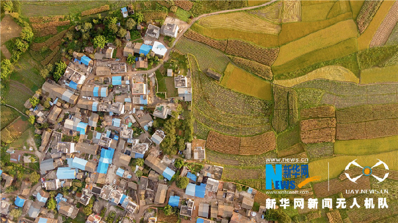 珠源大地尽染丰收色彩