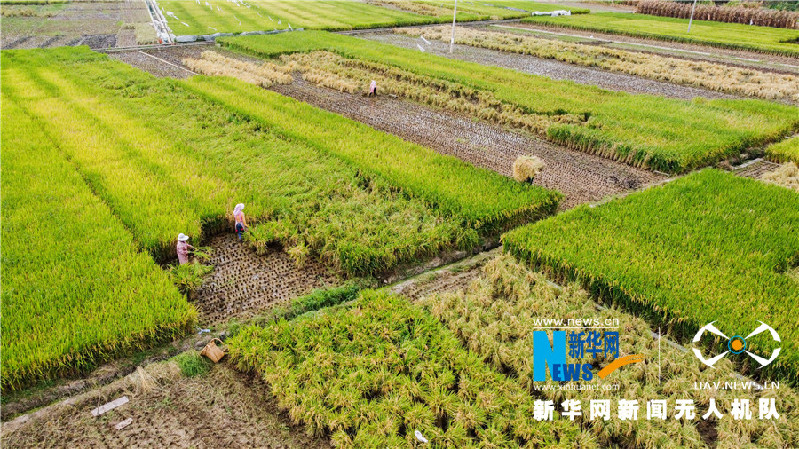 珠源大地尽染丰收色彩