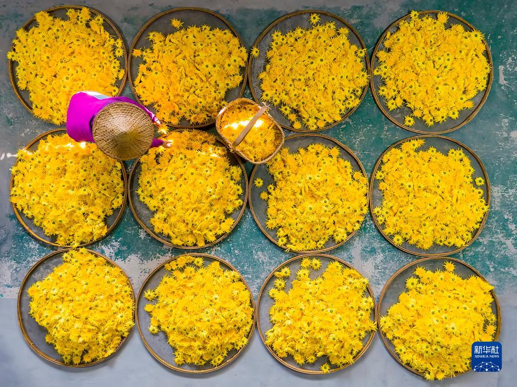 浙江淳安：菊花收获忙