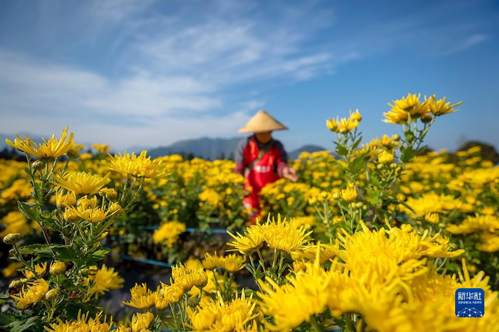 浙江淳安：菊花收获忙