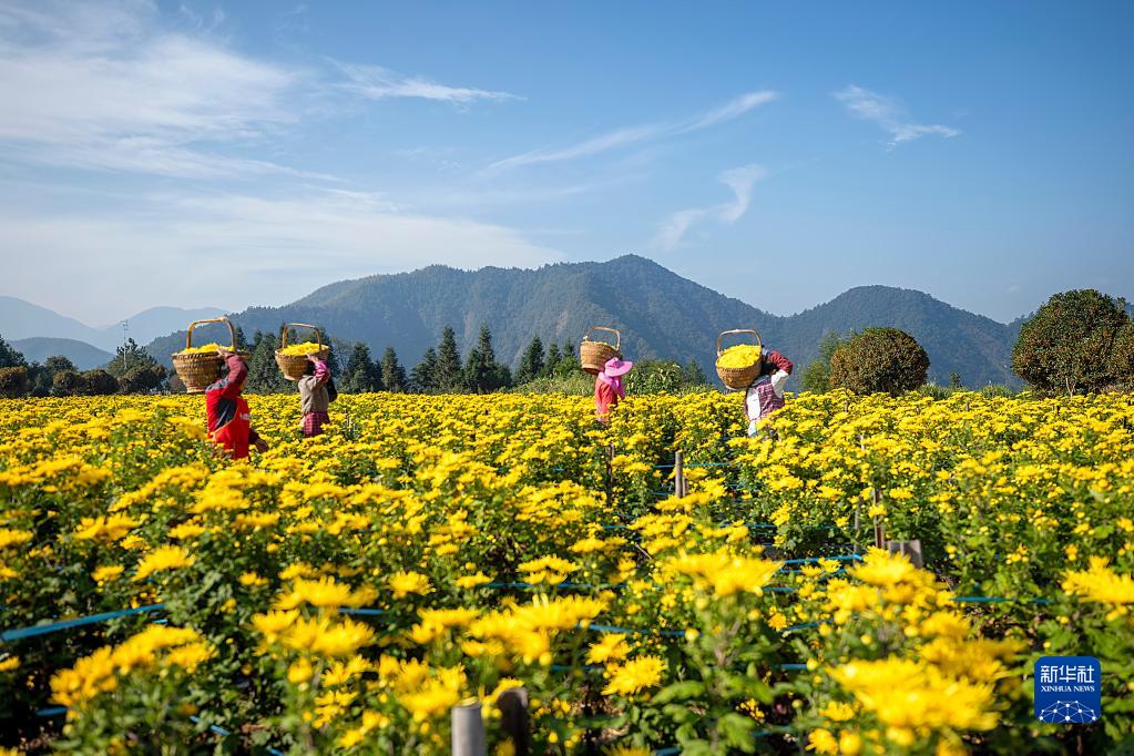 浙江淳安：菊花收获忙