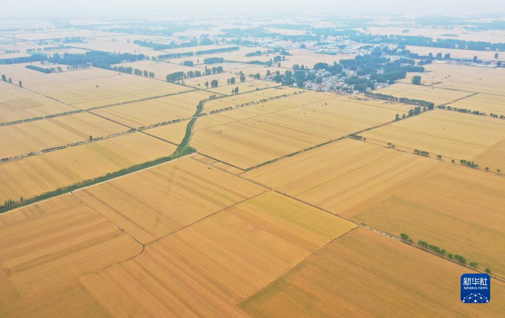 河南西平:“良田”金黄 丰收在望