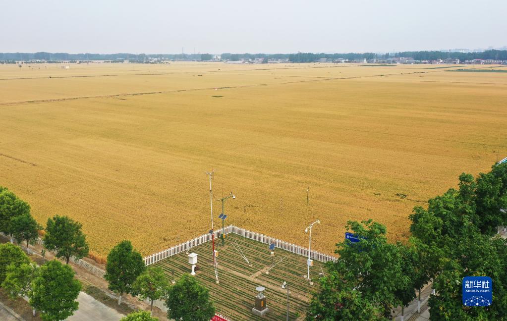 河南西平:“良田”金黄 丰收在望