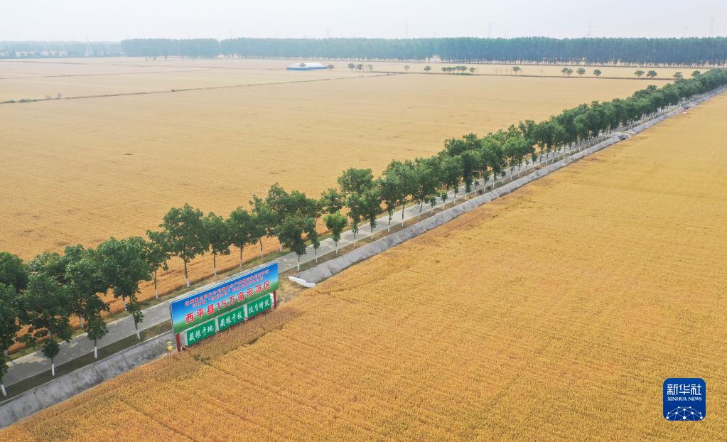 河南西平:“良田”金黄 丰收在望