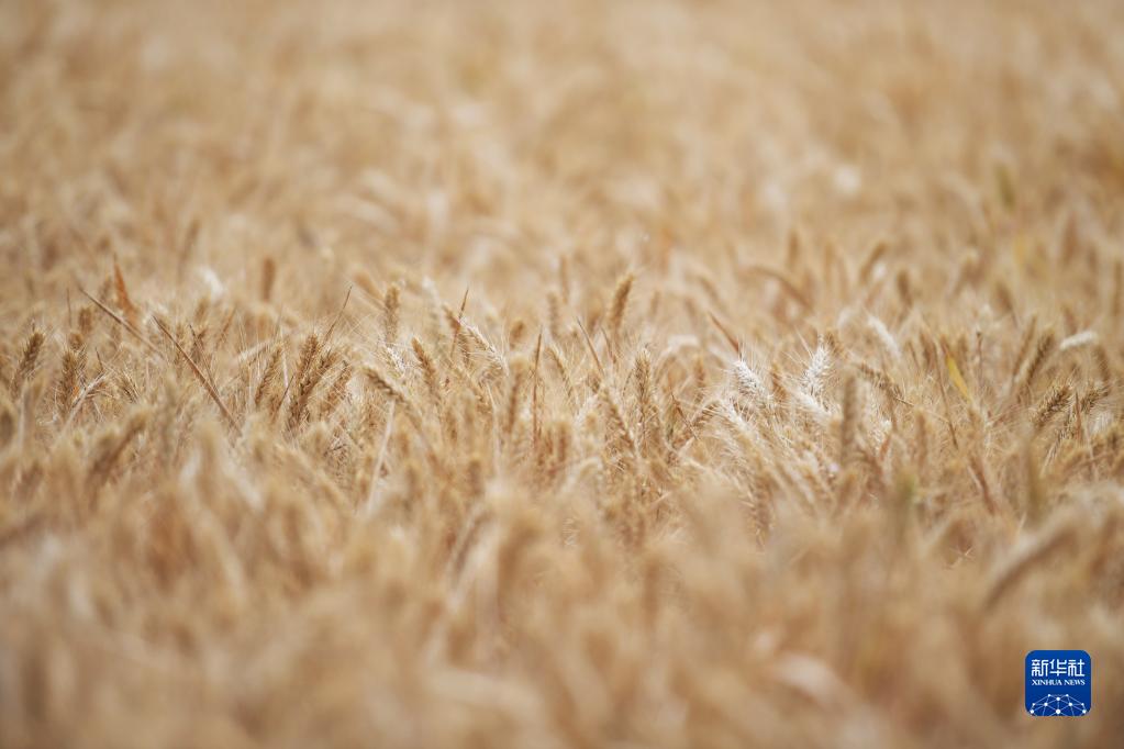 河南西平:“良田”金黄 丰收在望