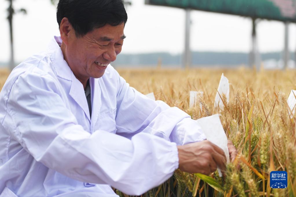 河南西平:“良田”金黄 丰收在望