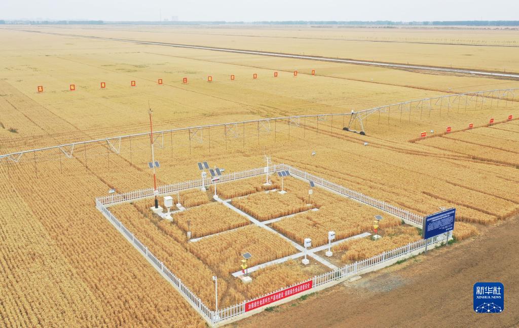 河南西平:“良田”金黄 丰收在望