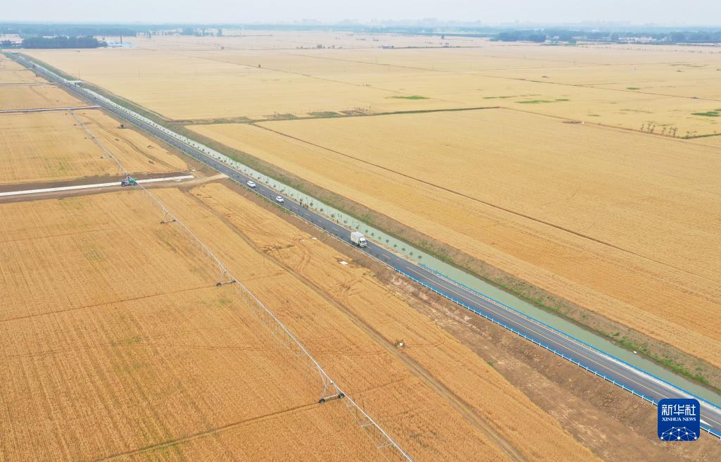 河南西平:“良田”金黄 丰收在望