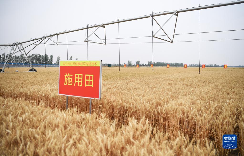 河南西平:“良田”金黄 丰收在望