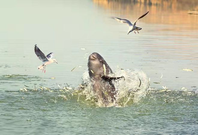 “江豚卫士”:一位中国生态摄影家的十年坚守