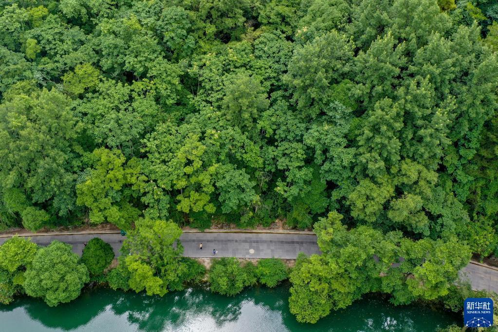贵阳:夏日黄金大道景如画