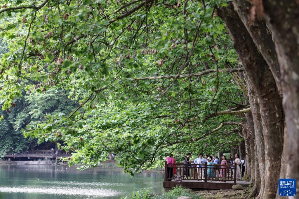 贵阳:夏日黄金大道景如画