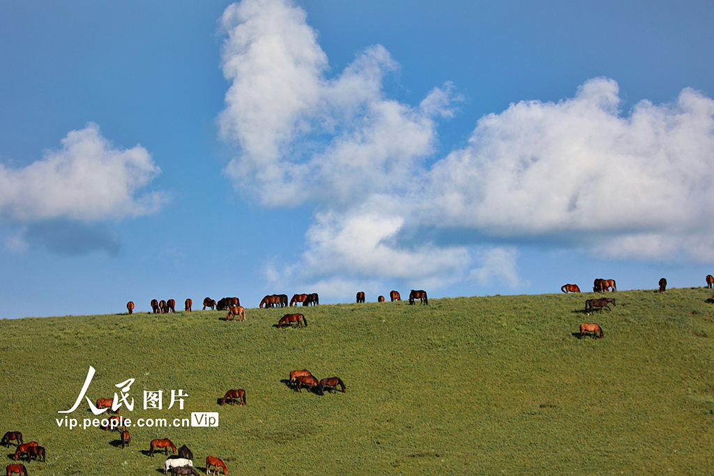 甘肃山丹马?。河旰蟛菰绻馊缁?】