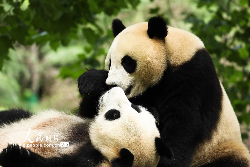 四川卧龙:大熊猫的欢乐暑期 四川卧龙:大熊猫的欢乐暑期