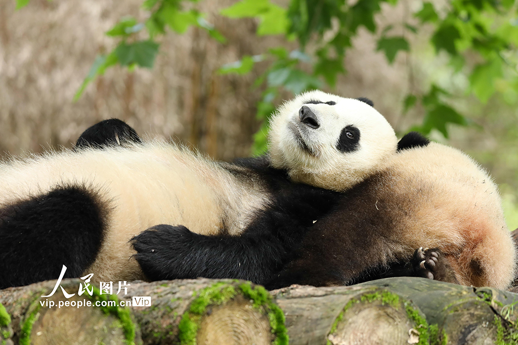 四川卧龙:大熊猫的欢乐暑期【2】 四川卧龙:大熊猫的欢乐暑期【2】