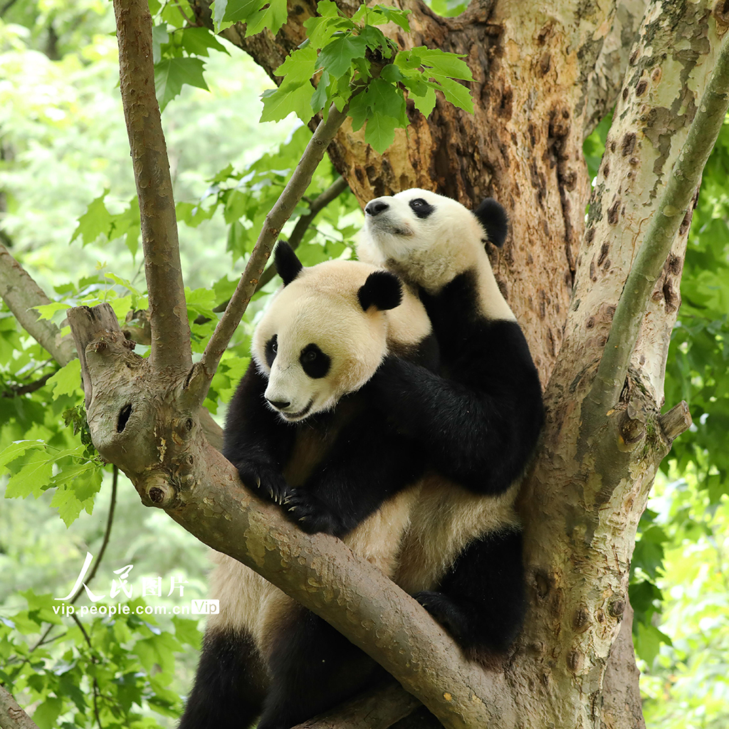 四川卧龙:大熊猫的欢乐暑期【3】 四川卧龙:大熊猫的欢乐暑期【3】