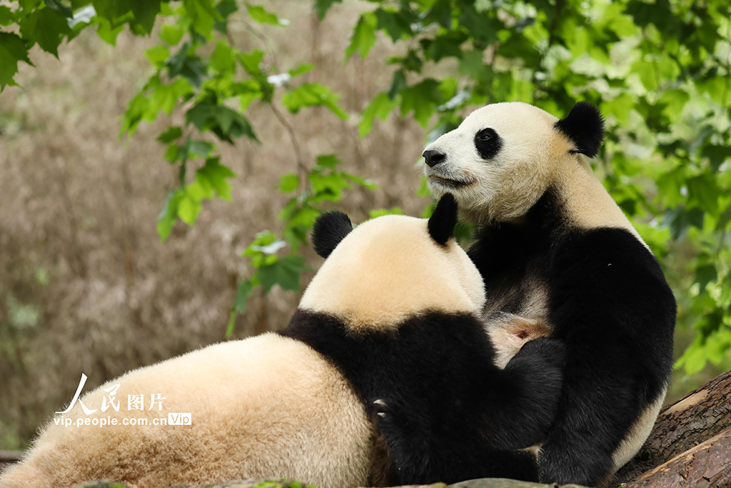 四川卧龙:大熊猫的欢乐暑期【5】 四川卧龙:大熊猫的欢乐暑期【5】