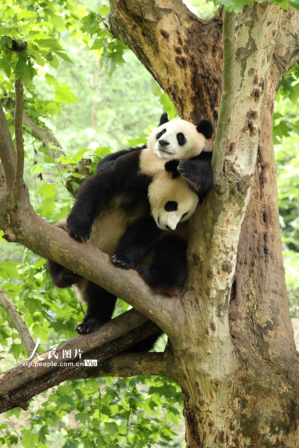 四川卧龙:大熊猫的欢乐暑期【7】 四川卧龙:大熊猫的欢乐暑期【7】