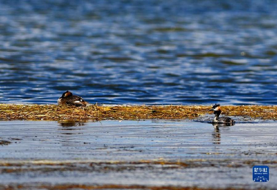 西藏阿里:高原夏日生机盎然