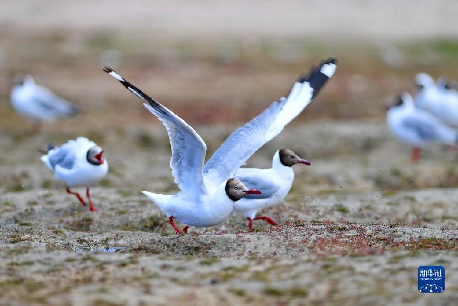 西藏阿里:高原夏日生机盎然