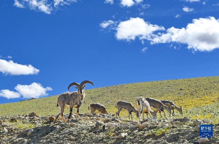 西藏阿里:高原夏日生机盎然