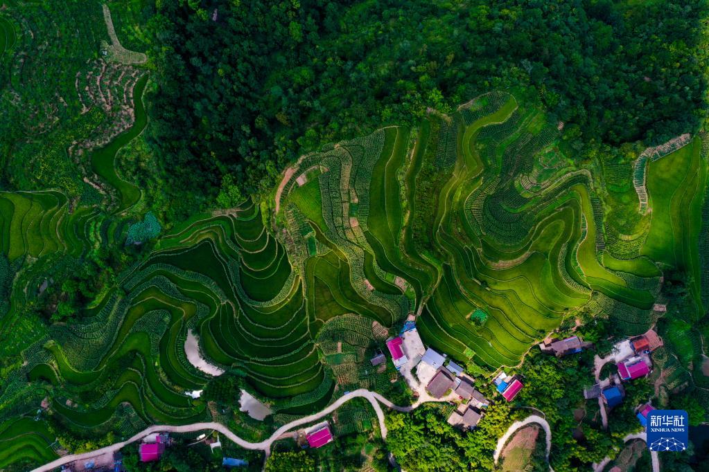 重庆万州:“美丽经济”助推乡村振兴