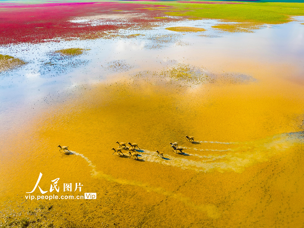 秋染湿地麋鹿欢