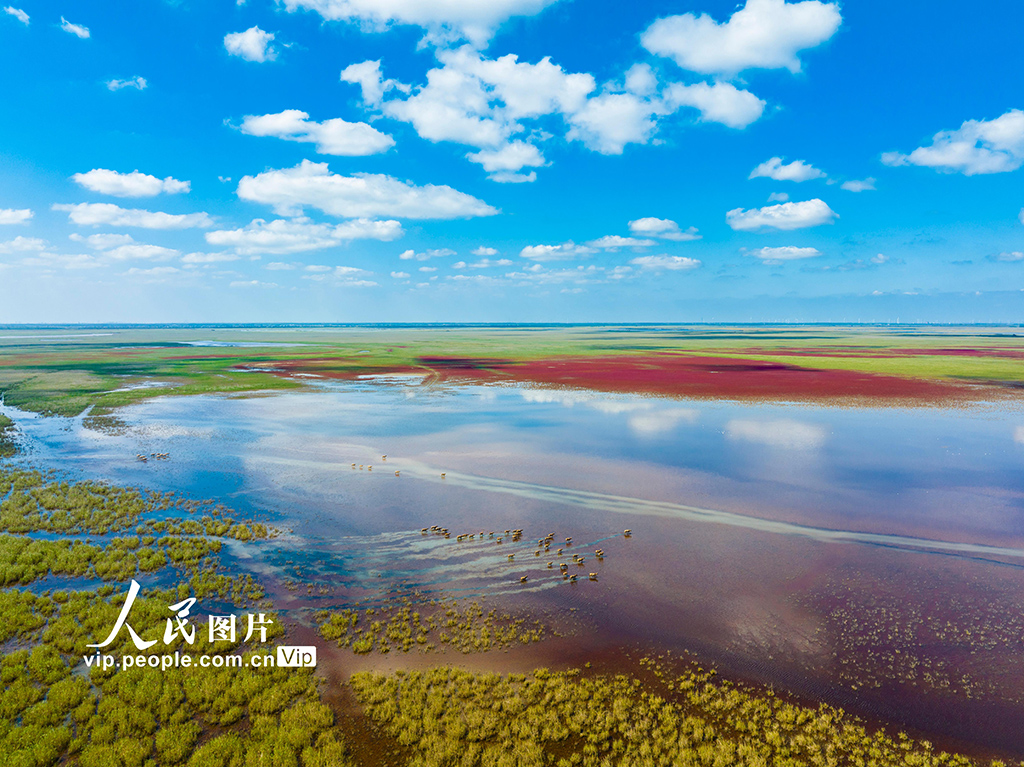 秋染湿地麋鹿欢