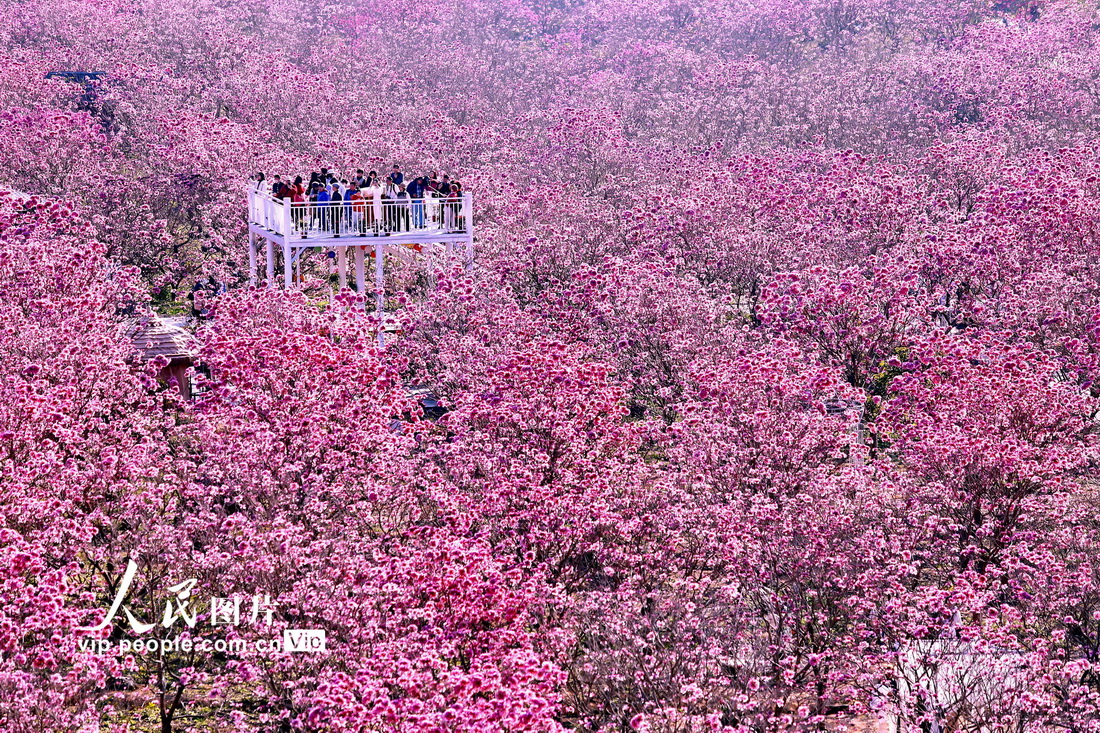 广东江门：紫花风铃绽放