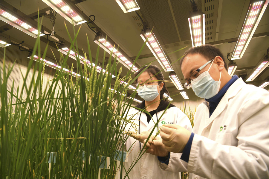 水稻实验室春意浓 水稻实验室春意浓