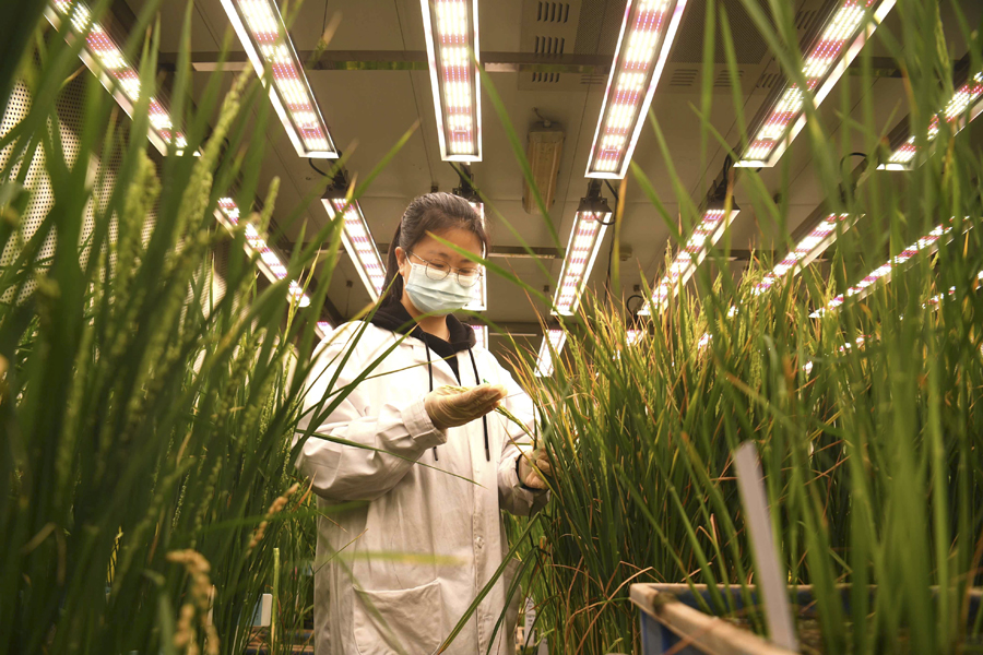 水稻实验室春意浓 水稻实验室春意浓