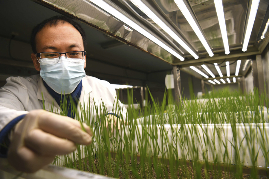 水稻实验室春意浓 水稻实验室春意浓