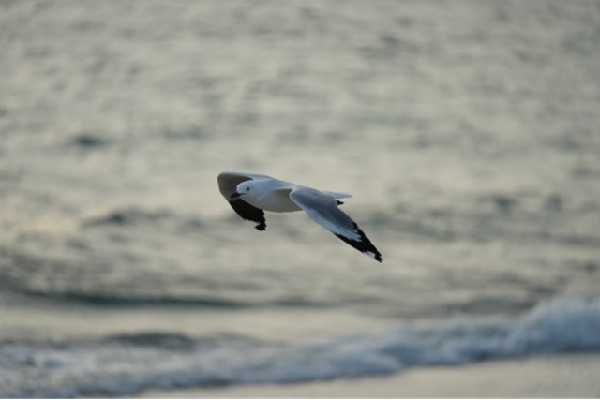 索尼发布新一代小三元 FE 70-200mm F4 Macro G OSS II 镜头 索尼发布新一代小三元 FE 70-200mm F4 Macro G OSS II 镜头