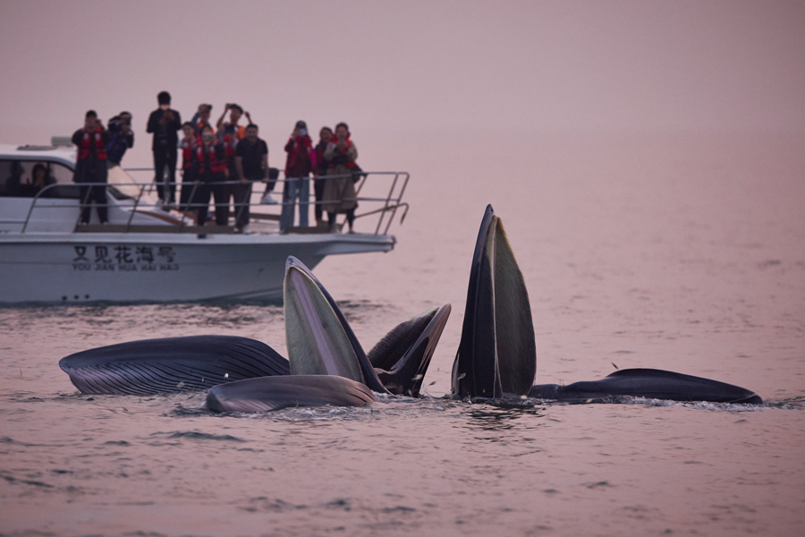 与布氏鲸的美丽邂逅