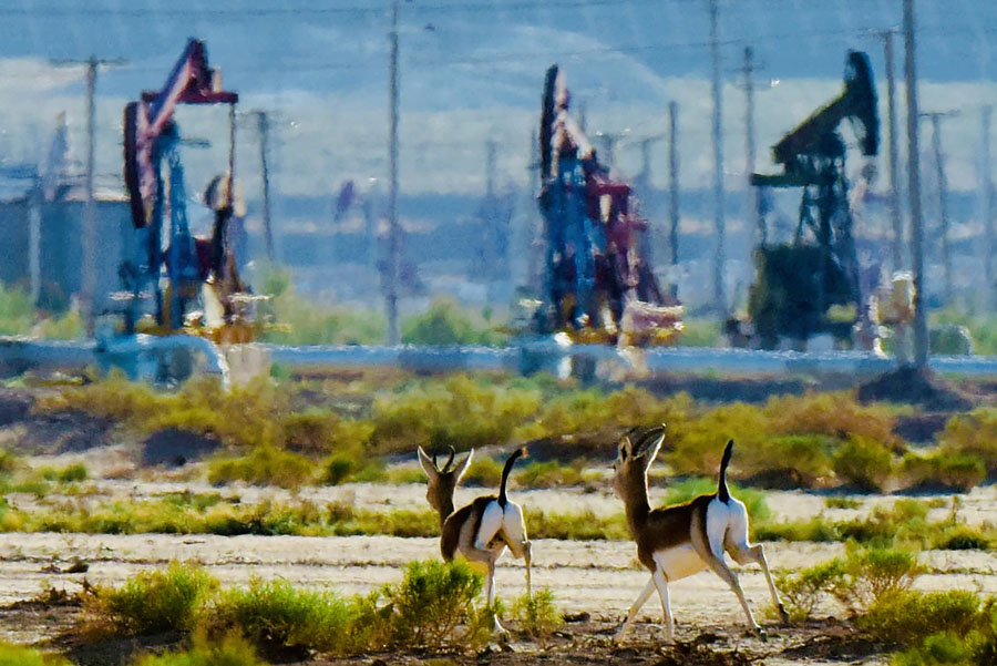 鹅喉羚“安居”新疆油田