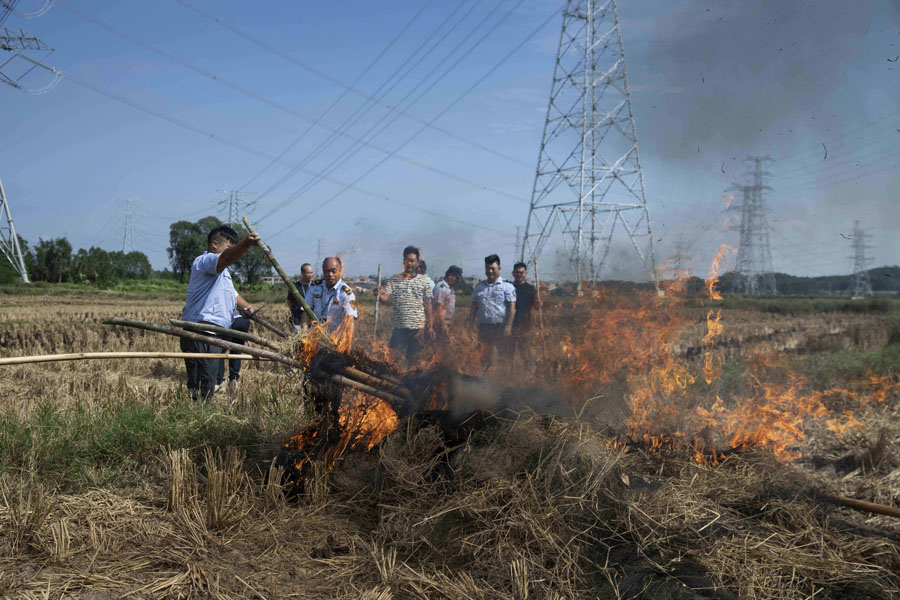 候鸟栖息地竟“长”出连片捕鸟网
