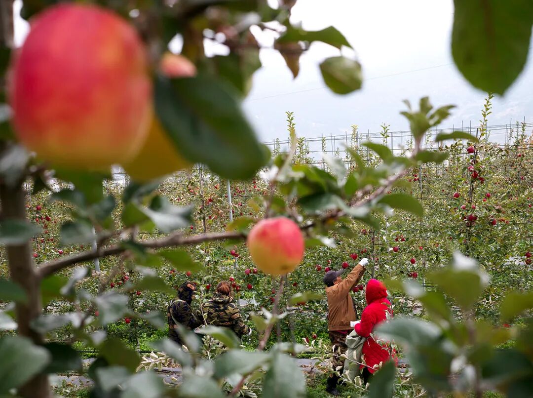 四川茂县:苹果产业助力乡村振兴