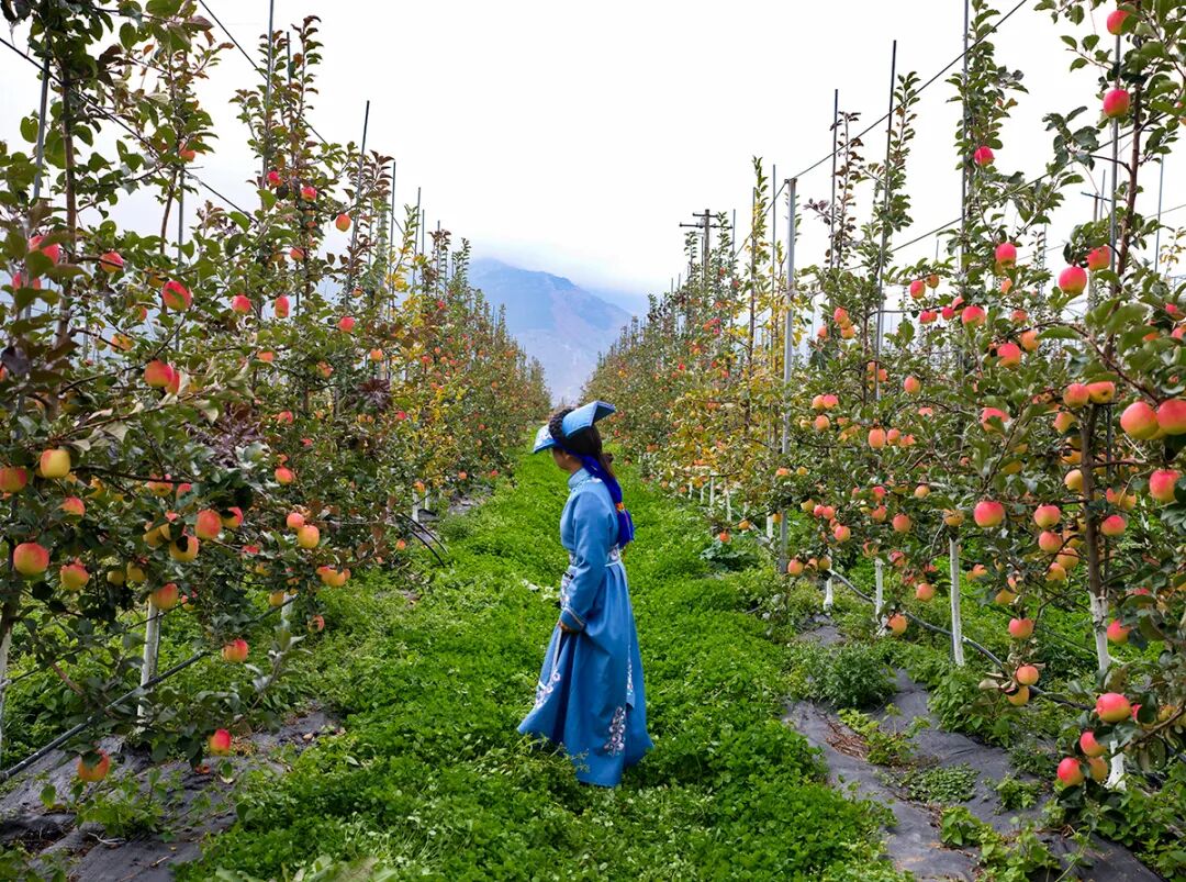 四川茂县:苹果产业助力乡村振兴