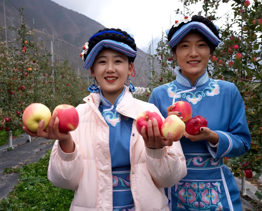 四川茂县:苹果产业助力乡村振兴