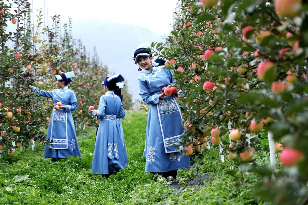 四川茂县:苹果产业助力乡村振兴