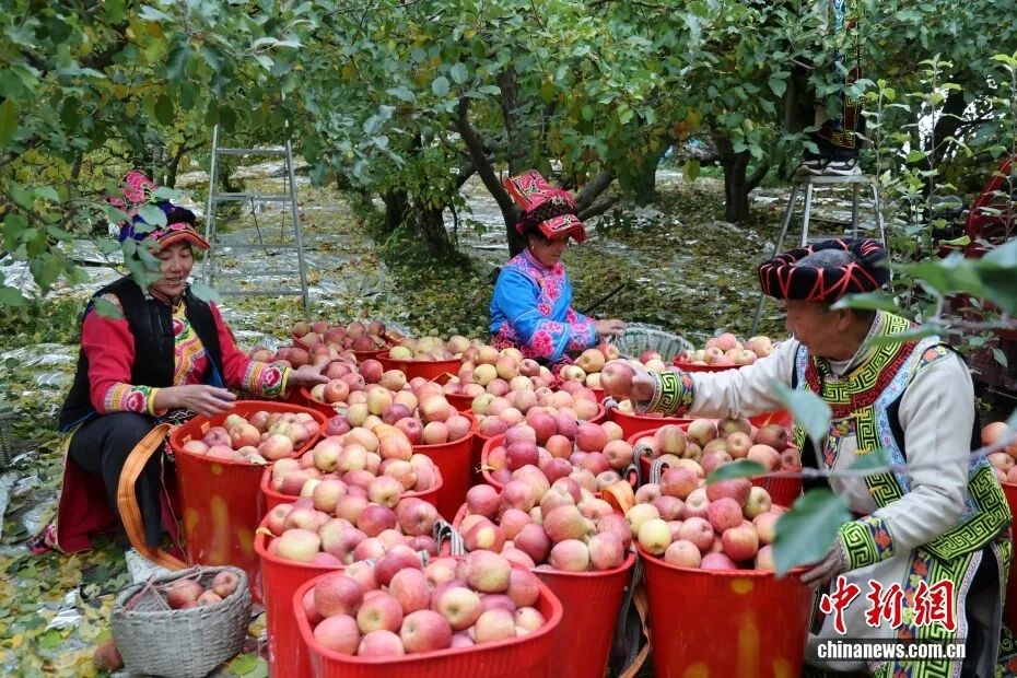 摘苹果的时候 摘苹果的时候