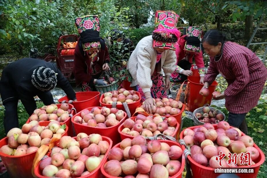 摘苹果的时候 摘苹果的时候