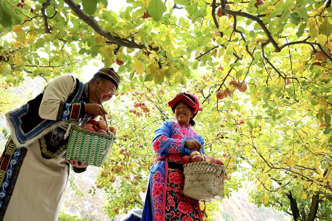 摘苹果的时候 摘苹果的时候