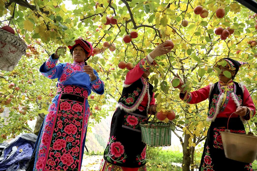 摘苹果的时候 摘苹果的时候