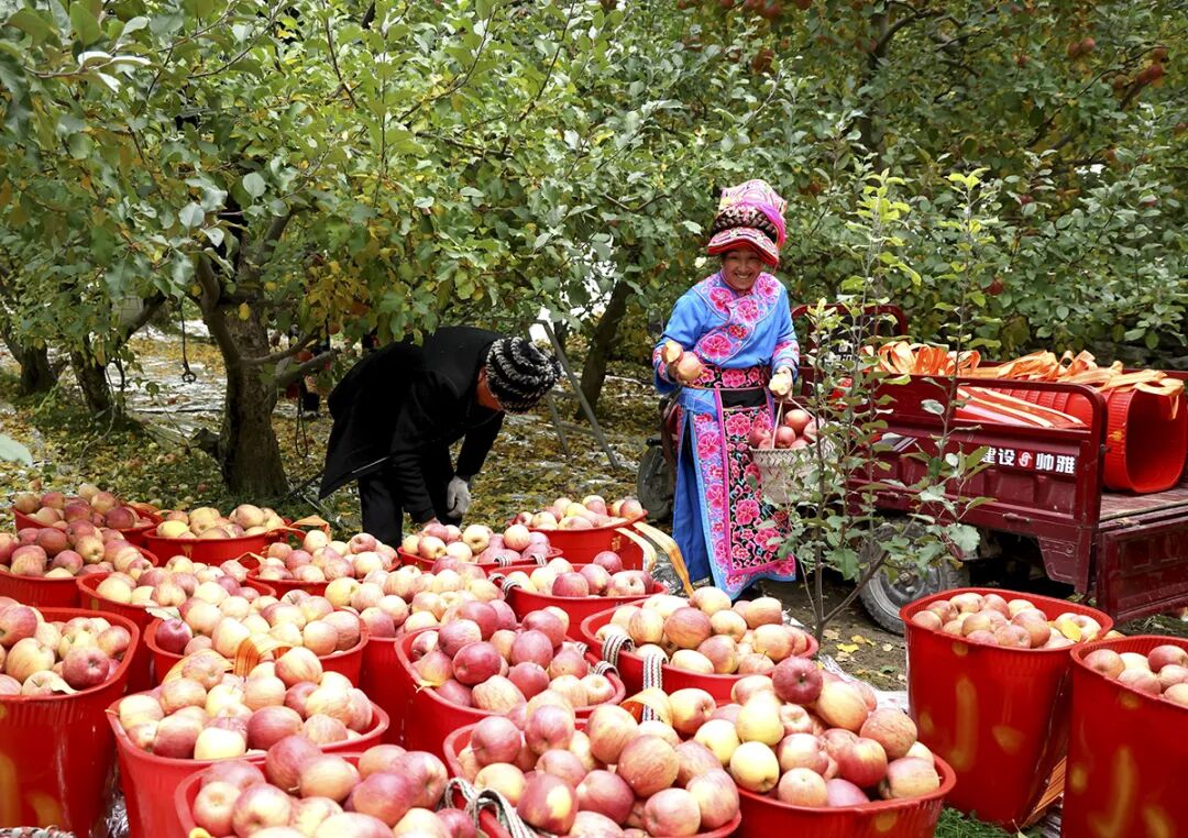 摘苹果的时候 摘苹果的时候