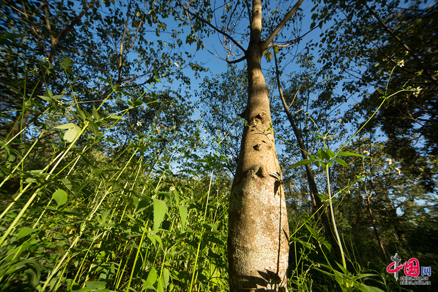 傣纸工艺:来自西双版纳的古老造纸术