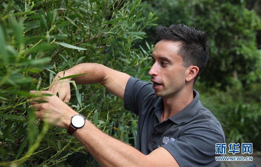（国际·图文互动）（2）通讯：繁华都市中的原住民文化守望者